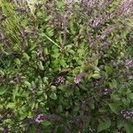 Ocimum kilimandscharicum Flor