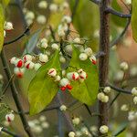 Euonymus fortunei Fruchs