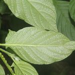 Heliotropium angiospermum Leaf