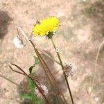 Taraxacum campylodes Flor