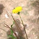 Taraxacum campylodesFlower