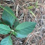 Solanum erianthum Leaf