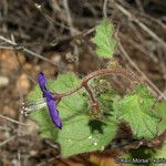 Phacelia parryi Hábito