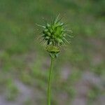 Ranunculus recurvatus Fruit