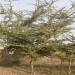 Vachellia seyal Hábito