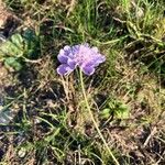 Scabiosa canescens Blüte