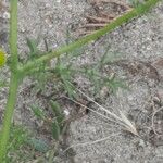 Tripleurospermum maritimum Blad