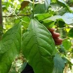 Rudgea cornifolia Folha