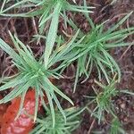 Plantago sempervirens Leaf