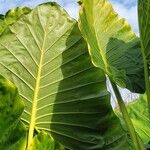 Alocasia macrorrhizos Листок