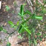 Poncirus trifoliata Листок