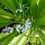 Scaevola taccadaFlor