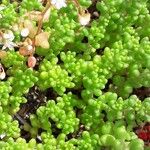 Sedum caeruleum Φύλλο