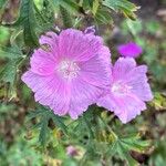 Malva alcea Flower