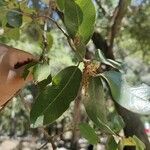 Quercus chrysolepis Yaprak