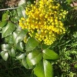 Berberis aquifoliumFlower