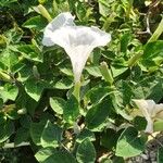 Datura innoxiaBlodyn