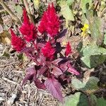 Amaranthus cruentusBloem