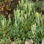 Lycopodium × oellgaardii Habit