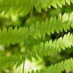 Pteridium aquilinum Leaf