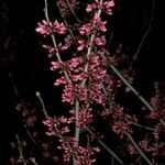 Cercis chinensis 花