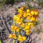 Senna crassiramea Flor