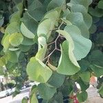 Cercis siliquastrum葉