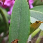 Guarianthe skinneri Leaf