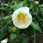 Corynabutilon vitifolium 花
