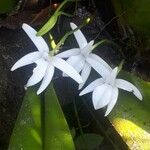 Jumellea arachnantha Flower