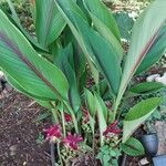 Curcuma zedoaria 叶