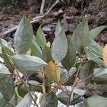 Cryptocarya transversa Hoja
