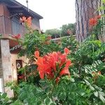 Tecomaria capensis Blüte