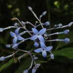 Faramea multiflora Flor