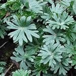 Geranium sanguineum Leaf