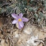 Crocus corsicus Floro