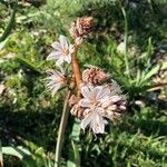 Asphodelus ramosus Cvet