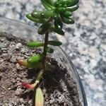 Sedum × rubrotinctum Leaf