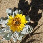 Hertia cheirifolia Kvet