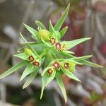 Euphorbia sulcata Kukka