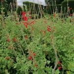 Salvia roemeriana Flor