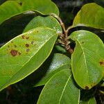 Annona cherimola Leaf