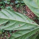 Cola acuminata List