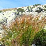 Oreojuncus trifidus Blatt