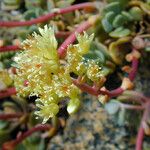 Sedum oregonense Kwiat