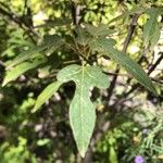 Brachychiton bidwillii Lapas