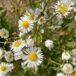 Erigeron annuus പുഷ്പം