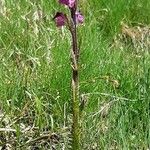 Pedicularis rostratospicata 形态