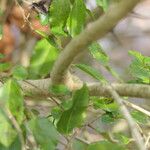 Azara dentata Escorça