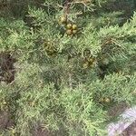 Juniperus phoenicea 葉